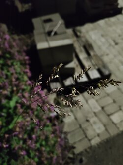IMG20250529223920.jpg