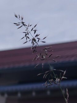 IMG20250529211742.jpg