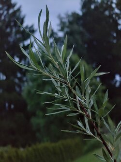 IMG20250529212955~2.jpg