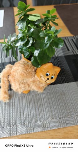 IMG20250530100546_121320.jpg