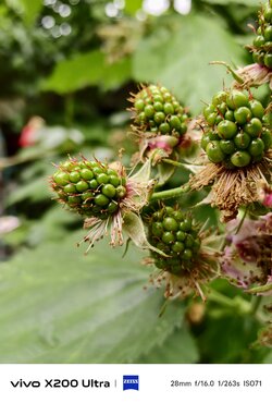 IMG_20250110_131249.jpeg