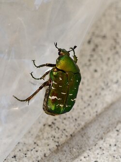 IMG_20250530_130708.jpg