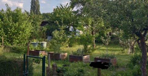 12MP Crop Natur Sch -100 K -10.png