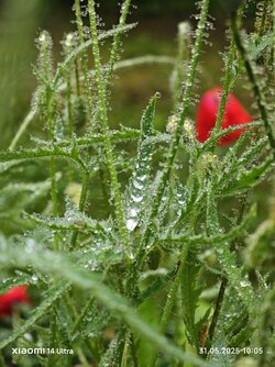 IMG_20250531_100546.jpg