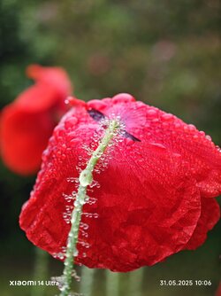 IMG_20250531_100649.jpg