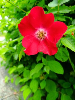 IMG_20250530_085024.jpg
