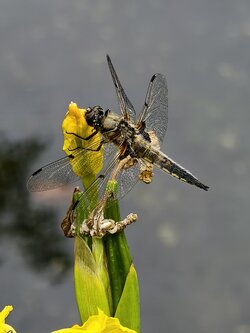 IMG_20250531_175120.jpg
