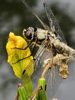 IMG_20250531_175215.jpg