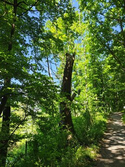 IMG_20250531_113212885_HDR.jpg