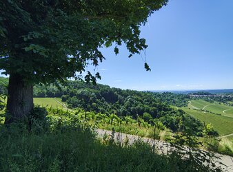 IMG_20250531_114409289_HDR.jpg