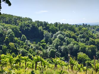 IMG_20250531_114525814_HDR.jpg