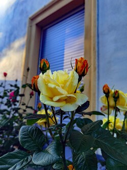 IMG_20250530_201209.jpg