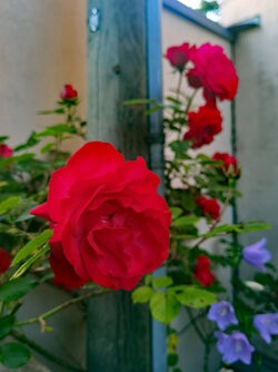 IMG_20250530_201231.jpg