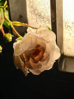 IMG_20250531_214016.jpg