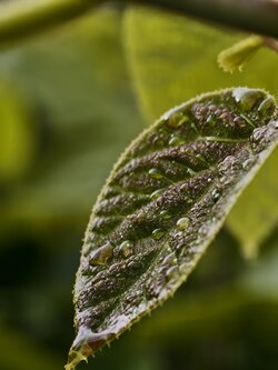 IMG_20250529_081424.jpg
