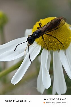 IMG_20250601_141750.jpg