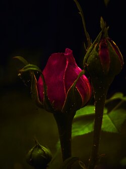 IMG_20250601_212746.jpg