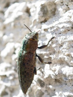 IMG_20250531_095113-Verbessert-RR.jpg