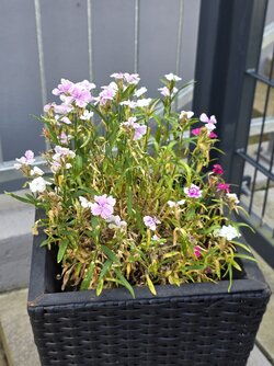20250602_125013.jpg