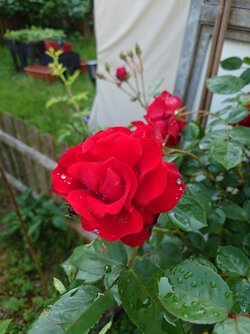 20250602_173858.JPG