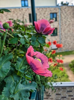 Gcam20250603_085104219.jpg