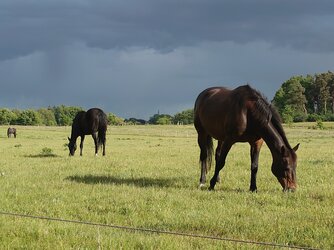 IMG_1030.jpeg