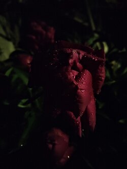 IMG20250604022342~2.jpg