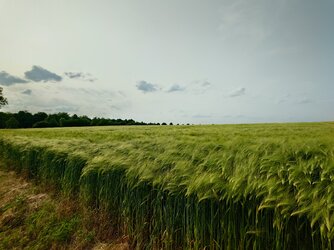 20250603_180918168.JPG