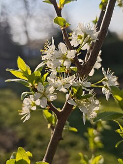 IMG_20250415_080054.jpg