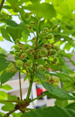 IMG_20250604_184124.jpg
