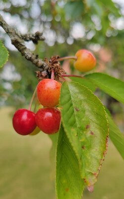 IMG_20250604_184104.jpg