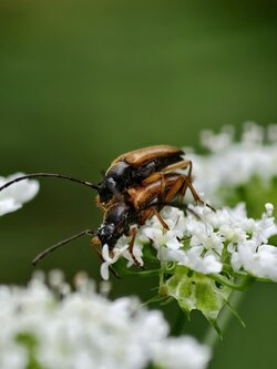 IMG_20250604_180303.jpg