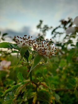 20250605_064827700.JPG