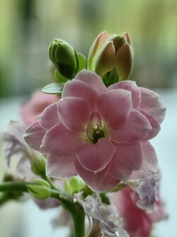 IMG_20240401_115332.jpg