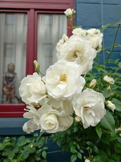 20250604_162021.JPG