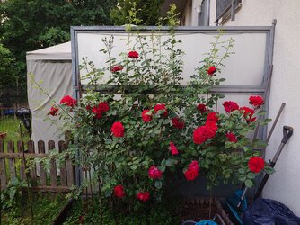 20250605_205649.JPG