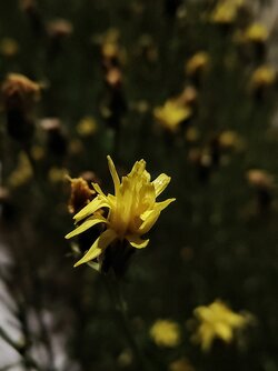 IMG20250605225511~2.jpg
