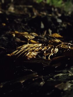 IMG20250605232108.jpg