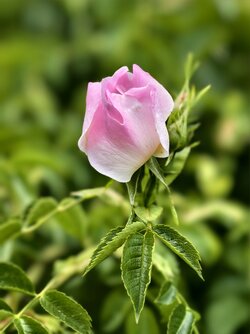 IMG_20250526_183353.jpg