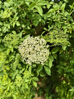 IMG_20250602_165024.jpg