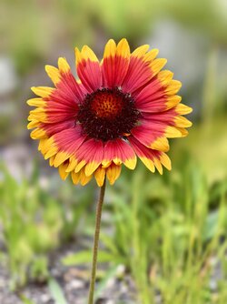 IMG_20250605_185447.jpg