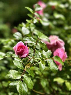 IMG_20250602_165933.jpg