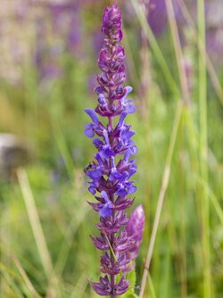 IMG_20250604_091133-Verbessert-RR.jpg