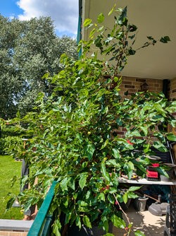 Gcam20250606_162055559.jpg