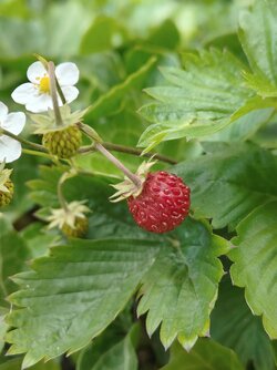 IMG20250606170515~2.jpg