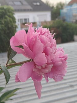 IMG20250606202054.jpg