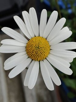 IMG20250606202121~2.jpg