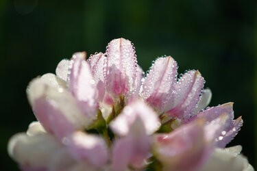 IMG_20250604_080909-Verbessert-RR-2.jpg