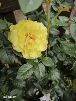 IMG_20250607_095412.jpg
