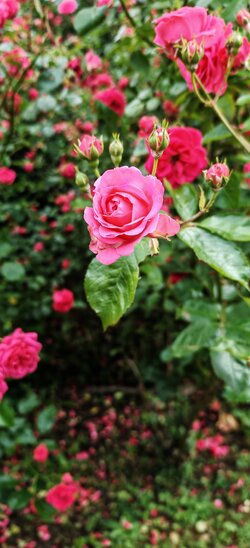 IMG_20250608_143126.jpg